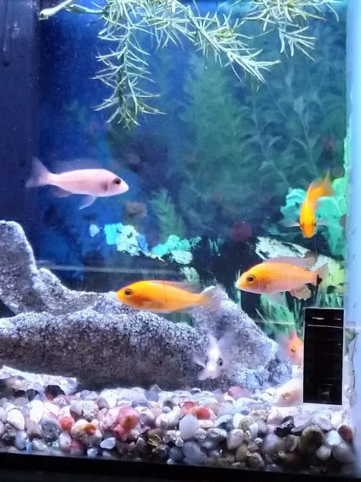 Sea Oddities 5