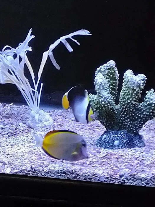Sea Oddities 2