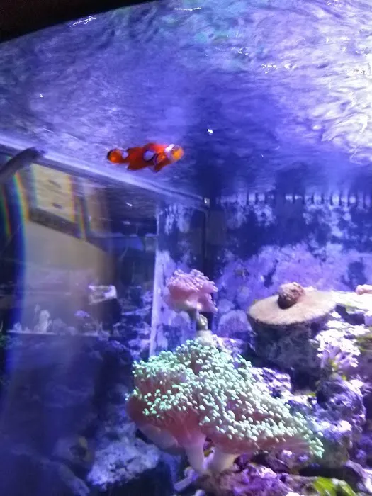 Sea Oddities 3