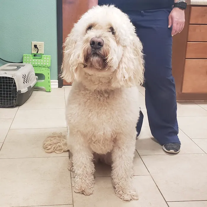 Bergheim Pet Hospital & Clinic 4
