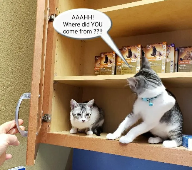 Bergheim Pet Hospital & Clinic 1
