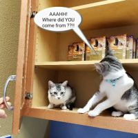 Bergheim Pet Hospital & Clinic ico