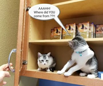 Bergheim Pet Hospital & Clinic