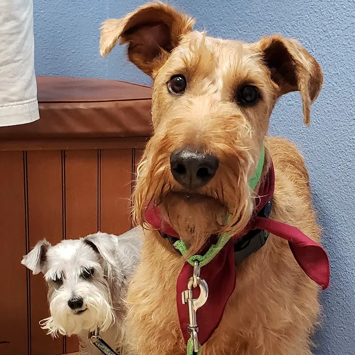 Bergheim Pet Hospital & Clinic 6