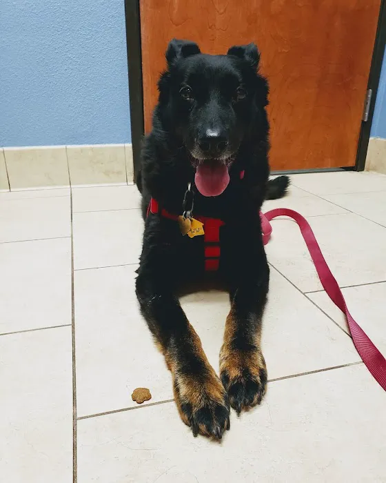 Bergheim Pet Hospital & Clinic 3