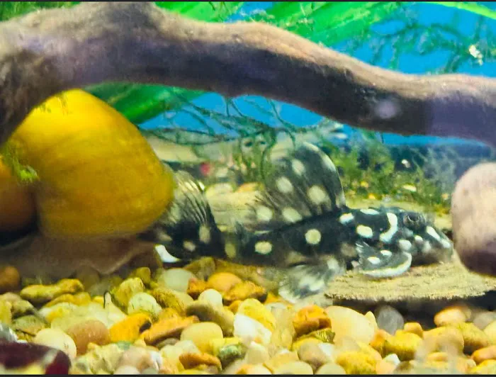 Tignor Aquatics 1