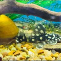 Tignor Aquatics ico