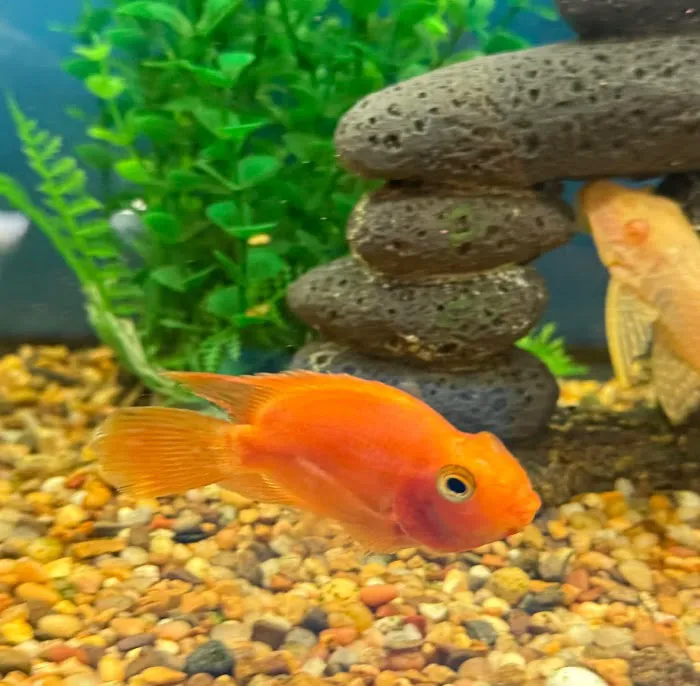 Tignor Aquatics 3