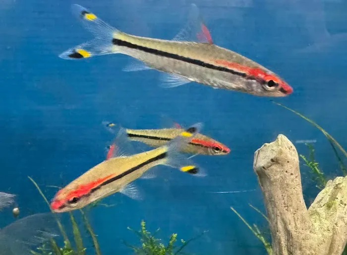 Tignor Aquatics 9