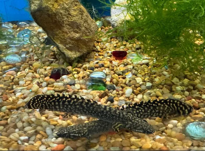 Tignor Aquatics 5