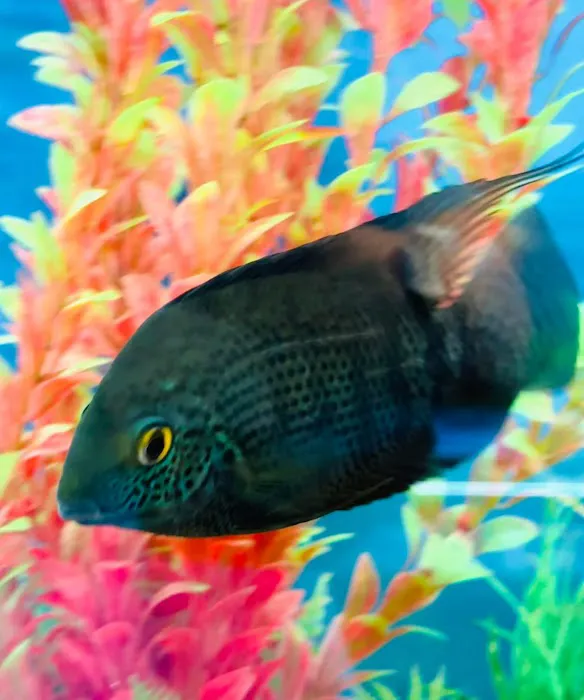 Tignor Aquatics 10