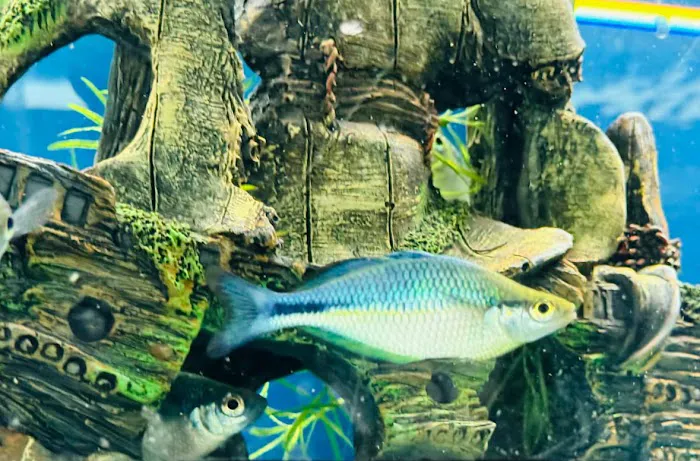 Tignor Aquatics 2