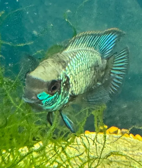 Tignor Aquatics 7