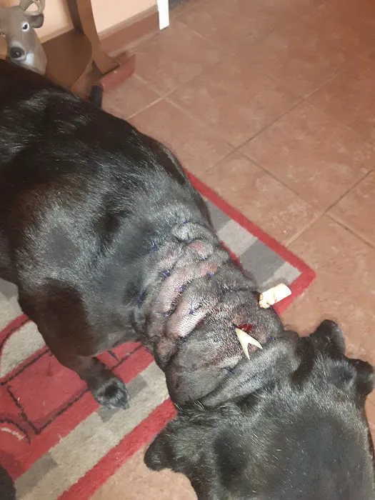 Marion Animal Hospital 9