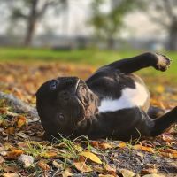 Marion Animal Hospital ico