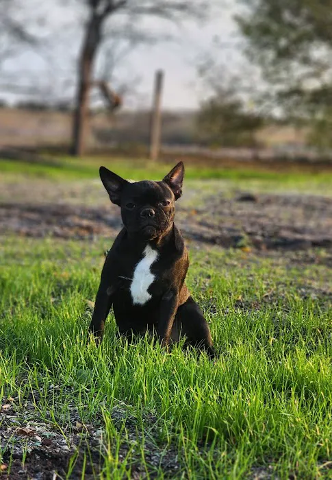 Marion Animal Hospital 6