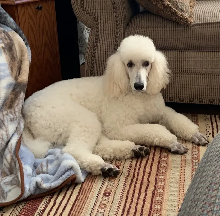 Rocky Valley Kennels Puppy Boutique 10