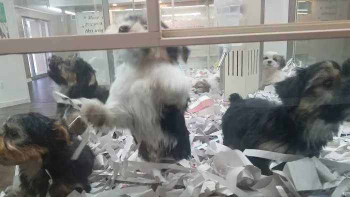 Rocky Valley Kennels Puppy Boutique 4