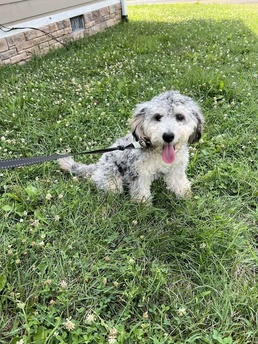 Rocky Valley Kennels Puppy Boutique 1