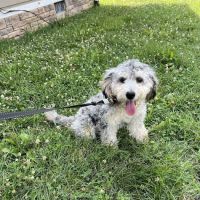 Rocky Valley Kennels Puppy Boutique ico