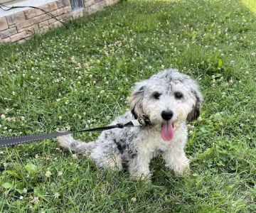 Rocky Valley Kennels Puppy Boutique