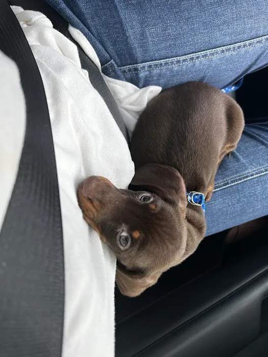 Rocky Valley Kennels Puppy Boutique 8