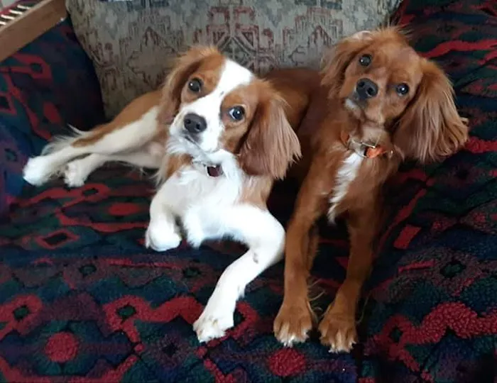 Rocky Valley Kennels Puppy Boutique 9