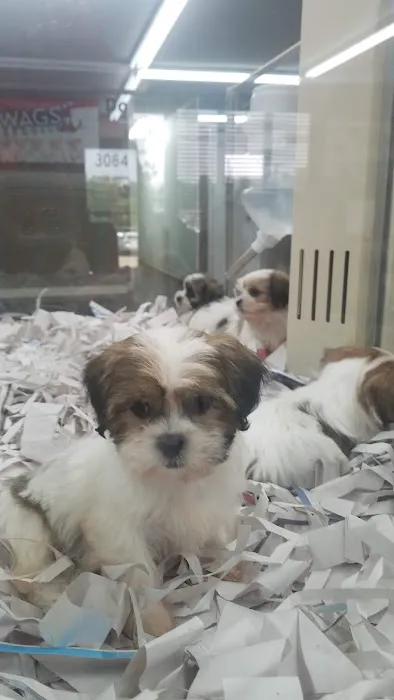 Rocky Valley Kennels Puppy Boutique 7