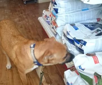 Marion Animal Hospital: Kunde K L DVM