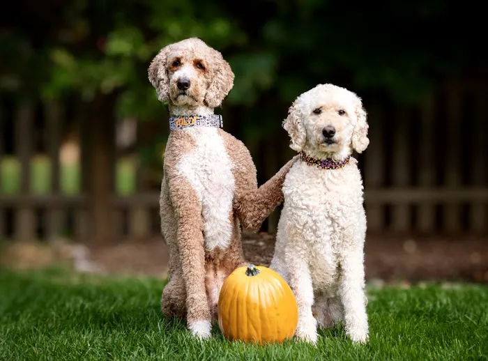 Duke & Fox 3