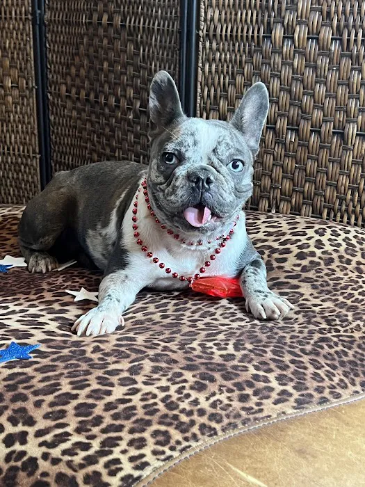 Deason Animal Hospital 4