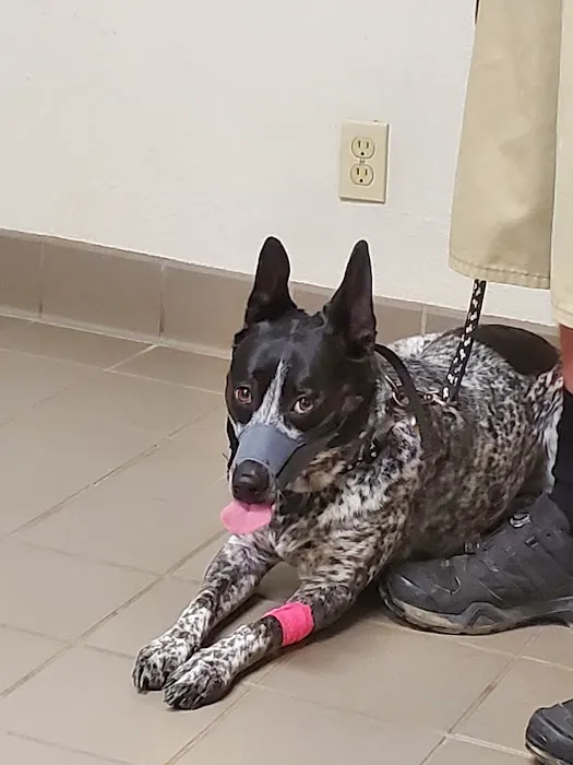 Deason Animal Hospital 6