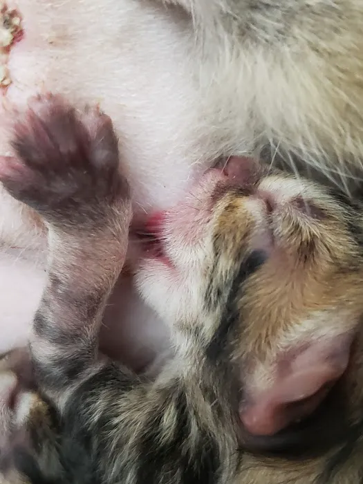 Parkview Veterinary Center 8