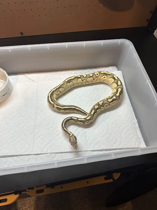 Squishy's Reptiles 9