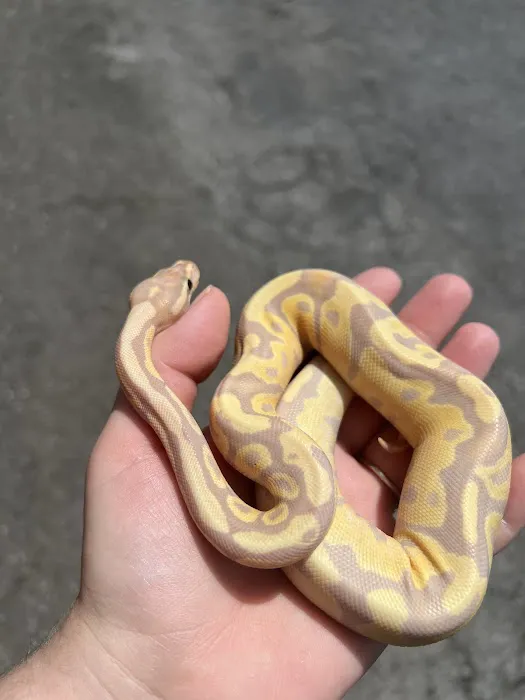 Squishy's Reptiles 6