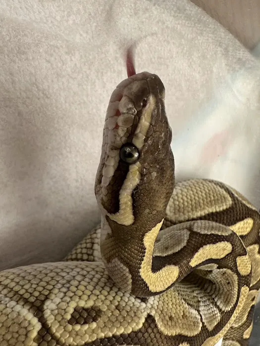 Squishy's Reptiles 10