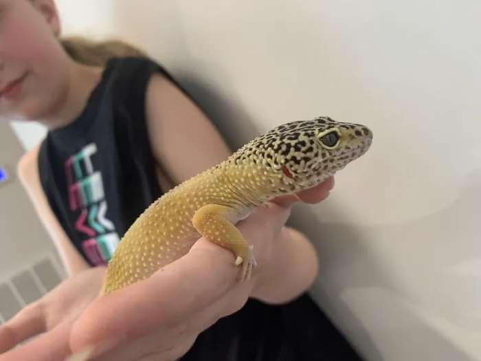 Squishy's Reptiles 3