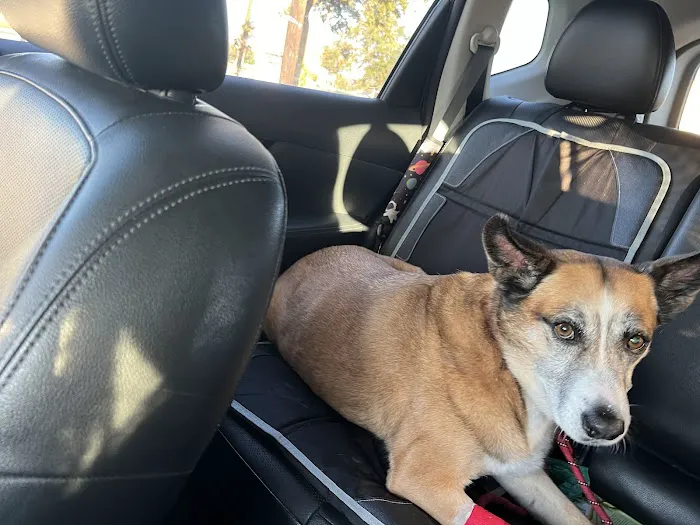 Hill Country Animal Emergency Hospital 3