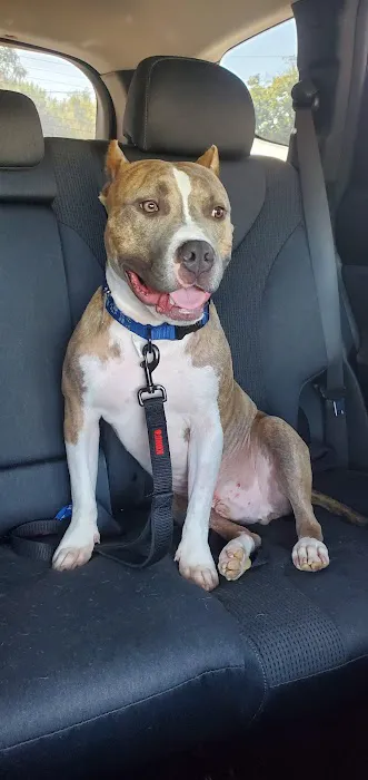 Hill Country Animal Emergency Hospital 7