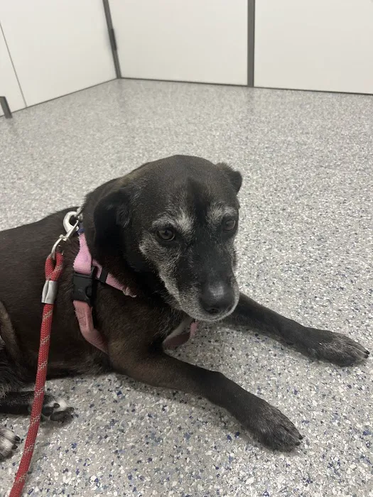 Hill Country Animal Emergency Hospital 6