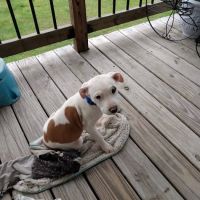 Red Barn Animal Clinic ico