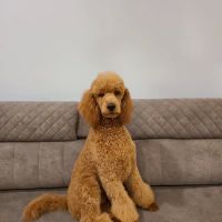 Mount Bethel Poodles ico
