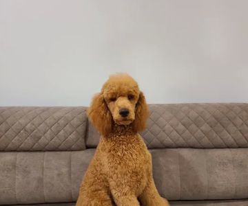 Mount Bethel Poodles