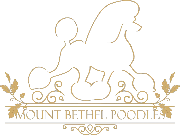 Mount Bethel Poodles 2