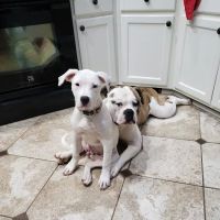 Cornerstone Animal Hospital ico