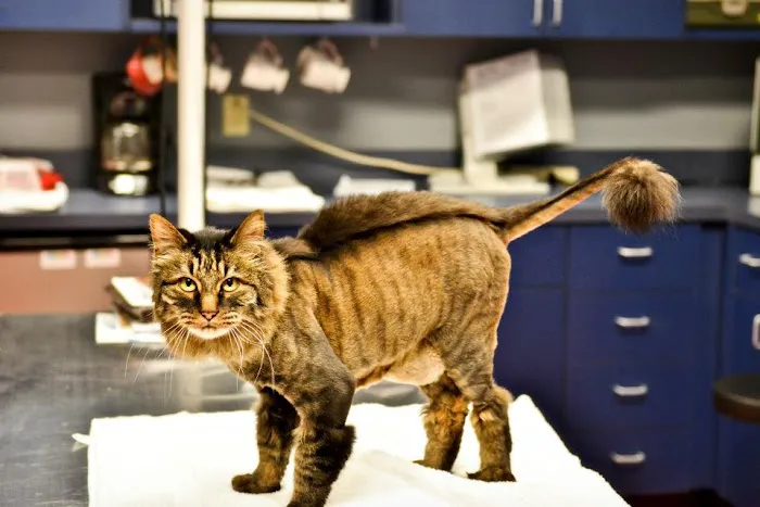 Catisfaction Cat Clinic 1