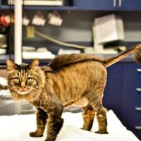 Catisfaction Cat Clinic ico
