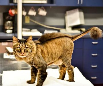 Catisfaction Cat Clinic