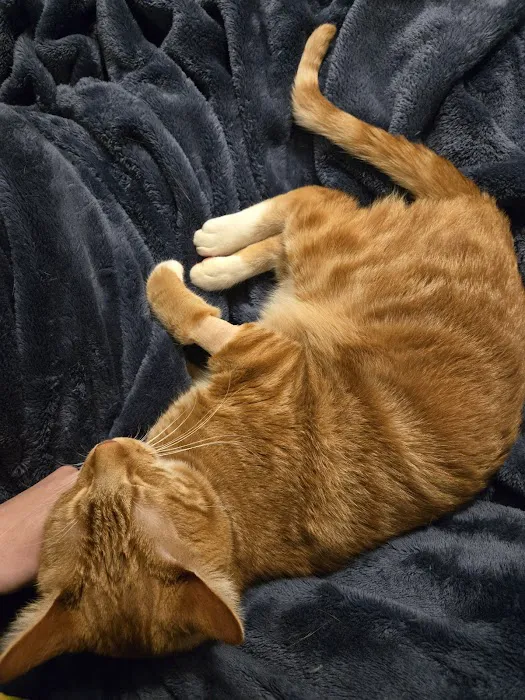Catisfaction Cat Clinic 4