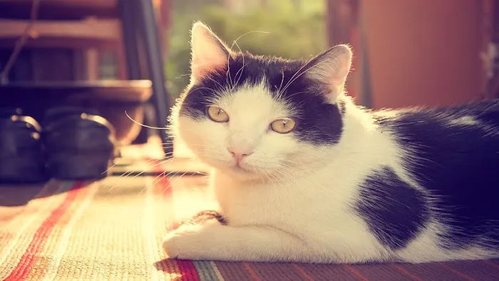 Catisfaction Cat Clinic 9